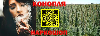 гашик Кингисепп